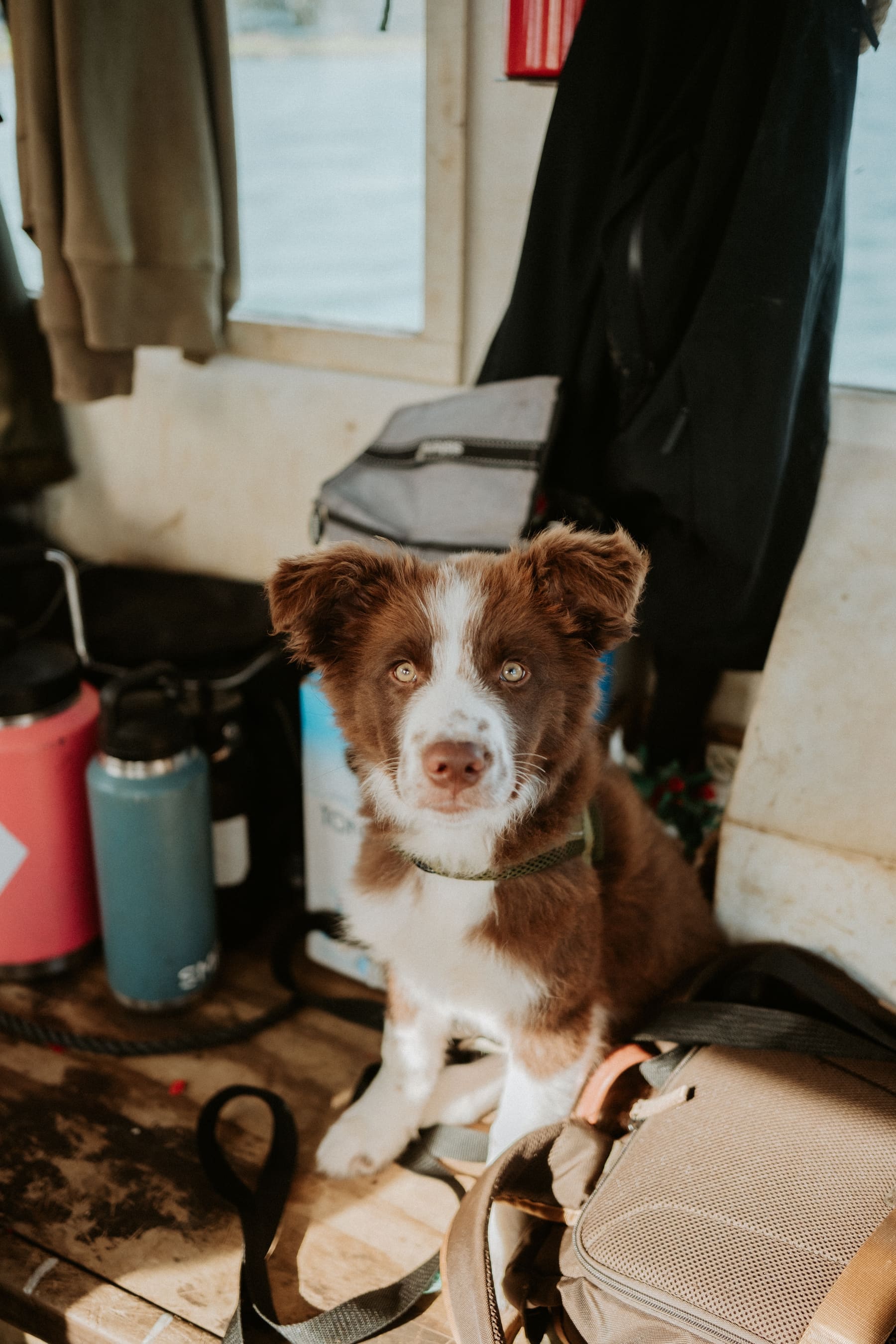 The Rodney Mooring Services workshop dog